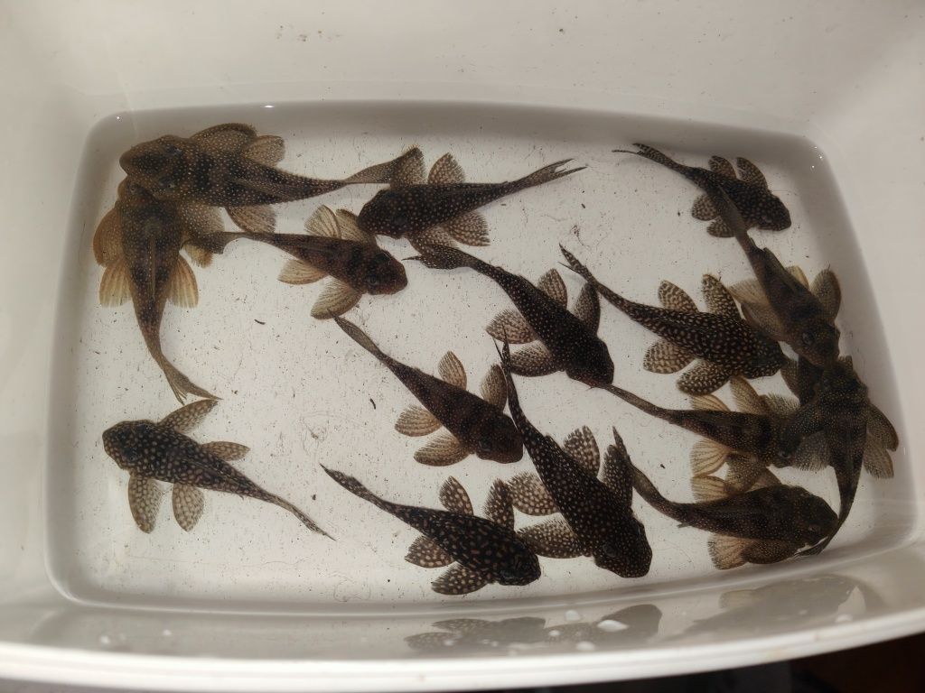 Hypancistrus L136 samce