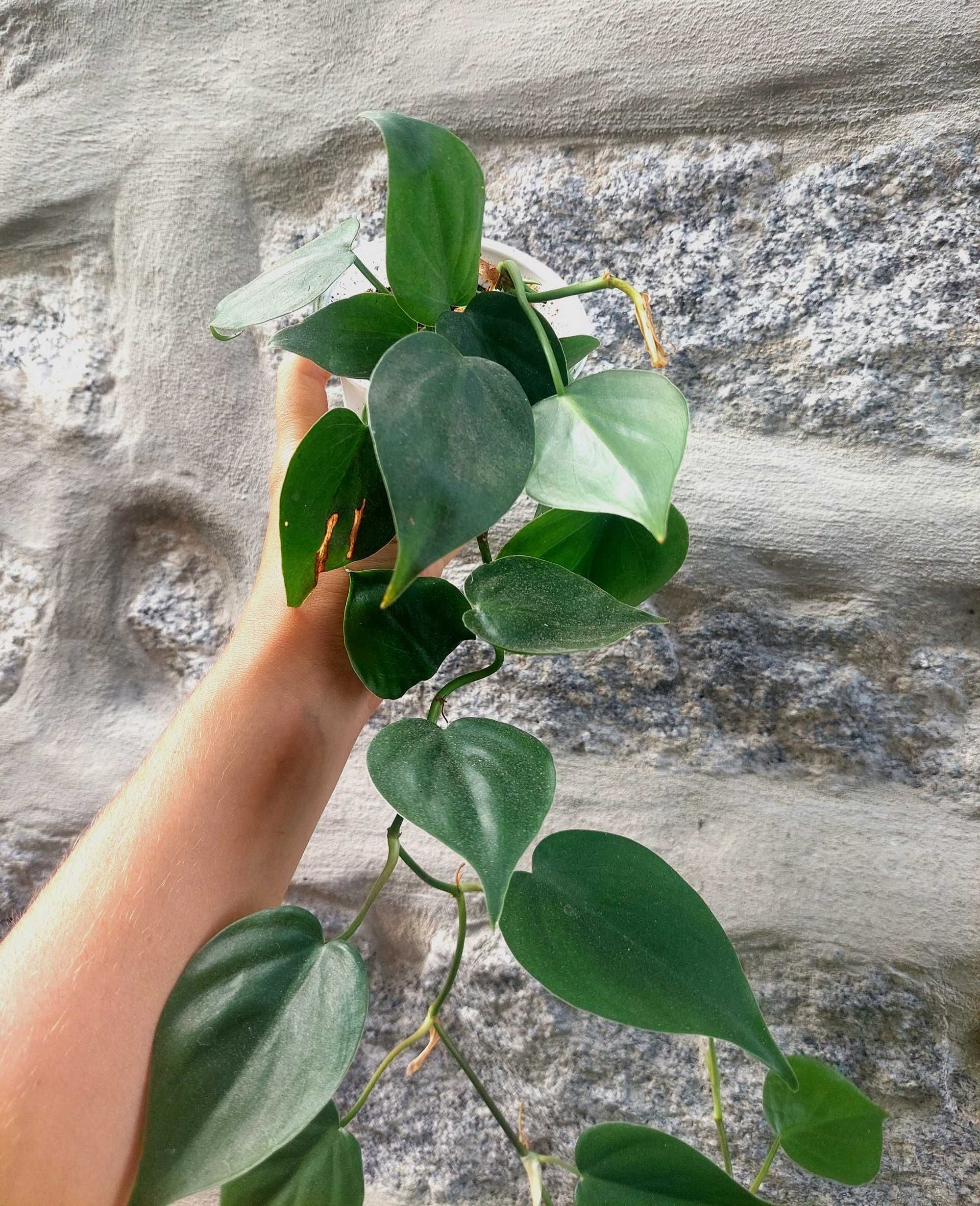 Planta Philodendron ornatum