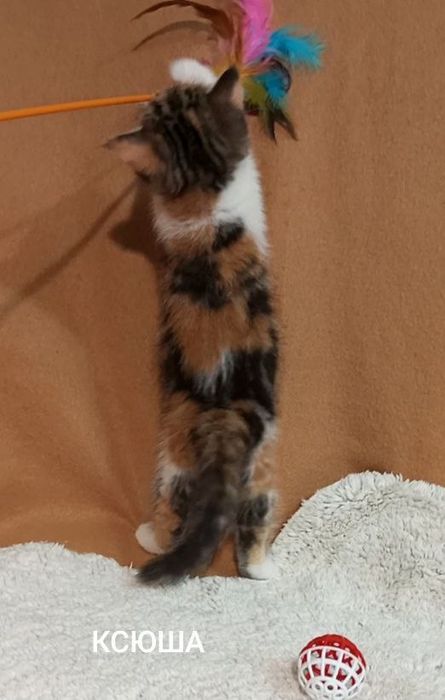 Котенок : Потешная игрунка .