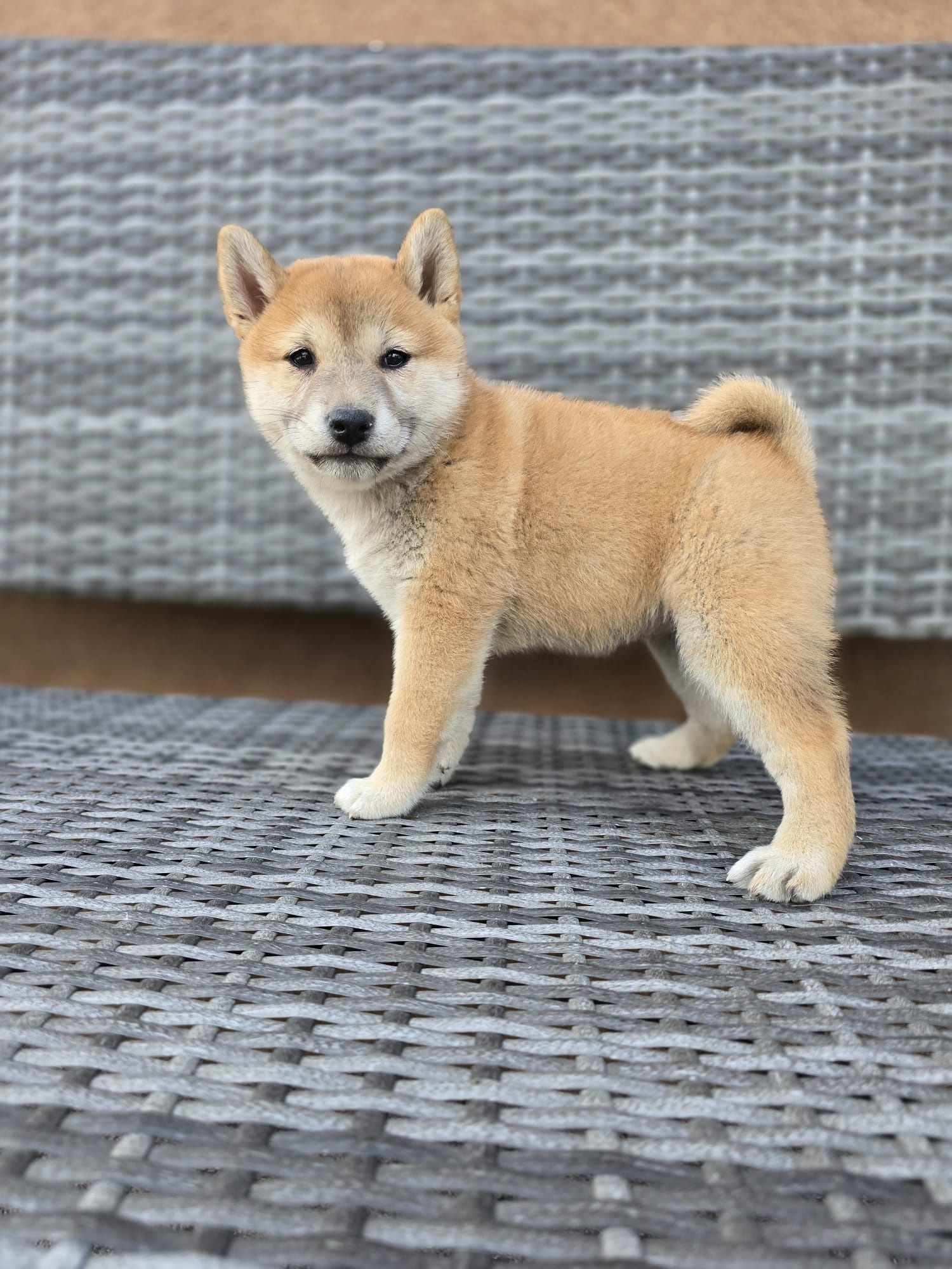 SHIBA INU suczka dwumiesięczna szczenięta piesek