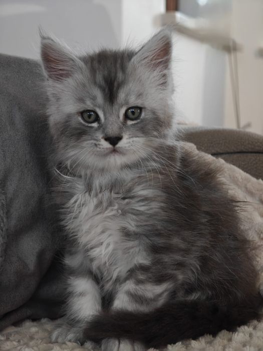 Ernest przecudny kocurek rezerwacja