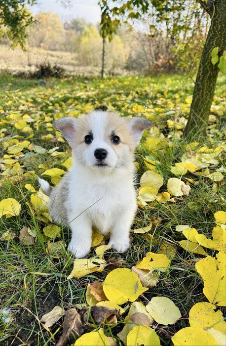 Коргі Пемброк. Руденькі хвостики.