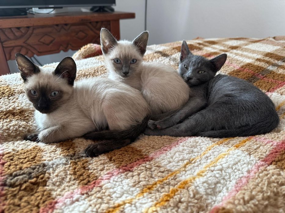 Gatas bebés para Adoção