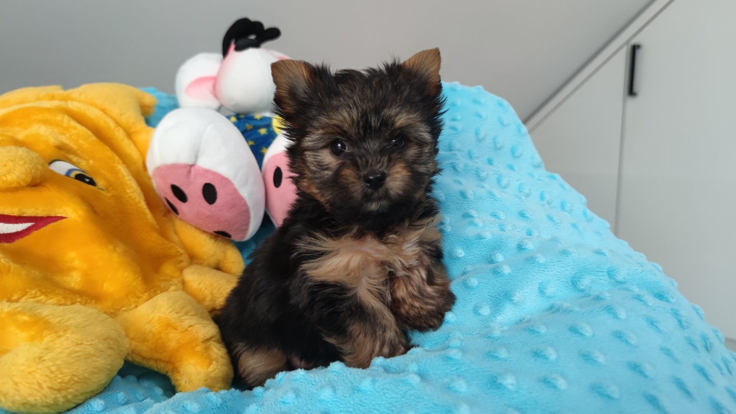 Yorkshire terrier york