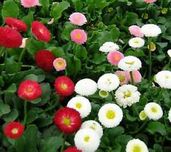 Stokrotki -Flora Szczecin