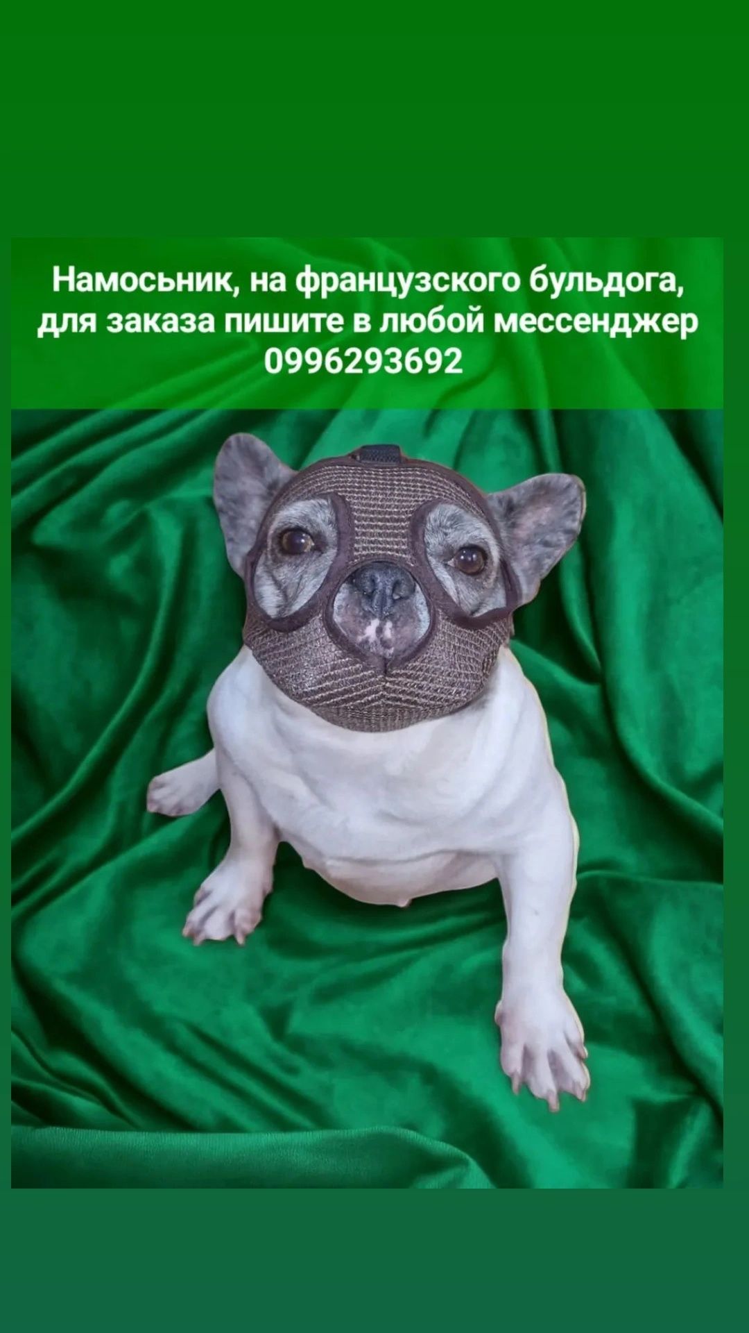 Одежда для собак