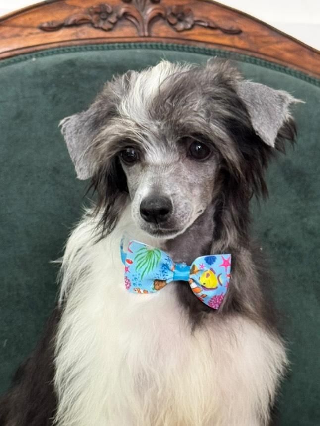 Chinese Crested Dog