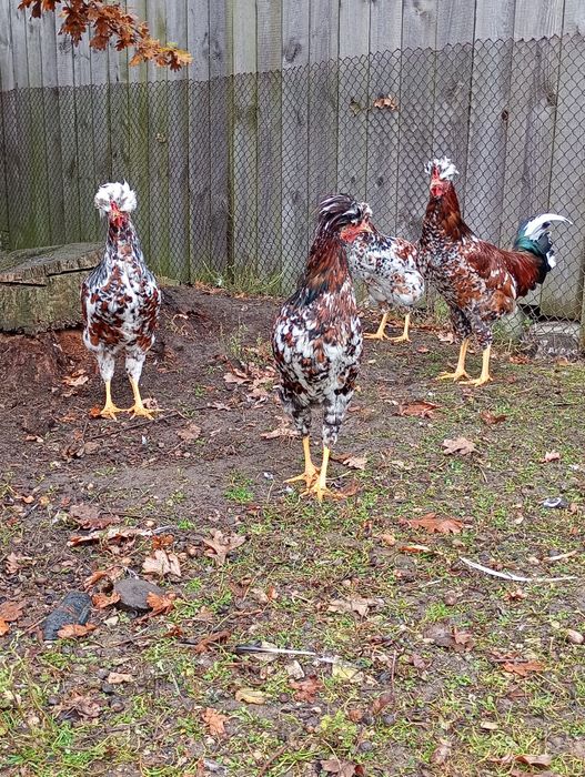 Czubatki staropolskie koguty