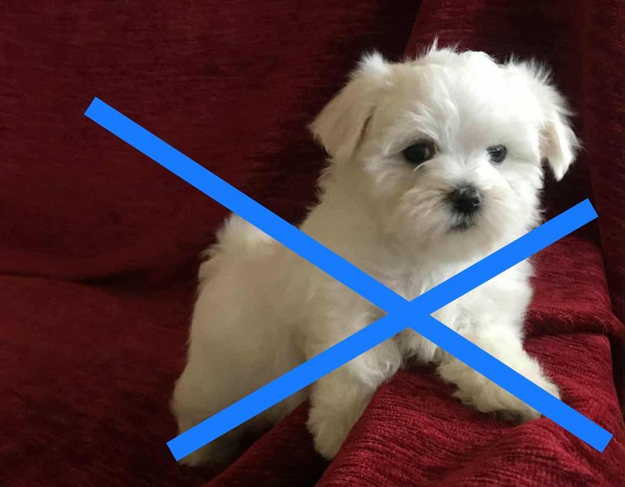 MALTAŃCZYK szczeniak - suczka