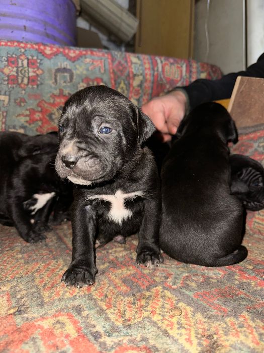 Цуценята Кане корсо