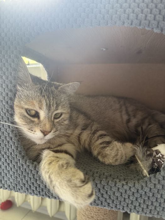 Молода киця в гарні руки