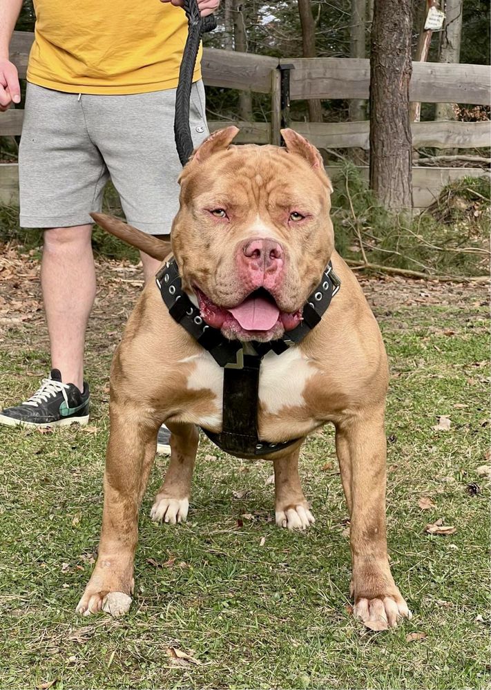 Reproduktor American Bully XL