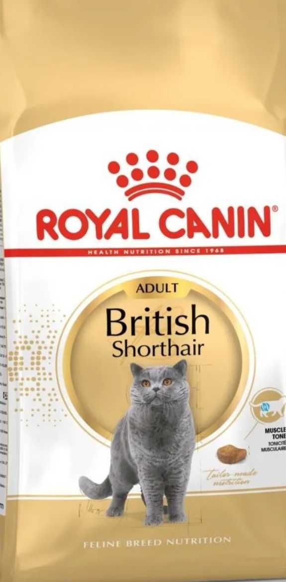 10kg British Shorthair Royal Canin koty dorosłe