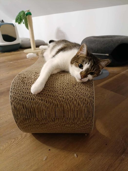 Pralinka – łagodna kotka ze Stabłowic szuka domu! - kot do adopcji