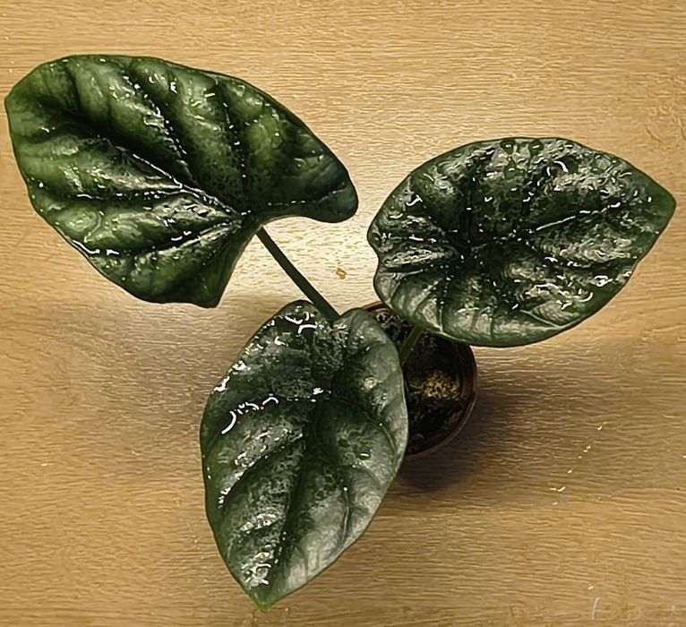 Alokazja Sinuata (Alokasia)