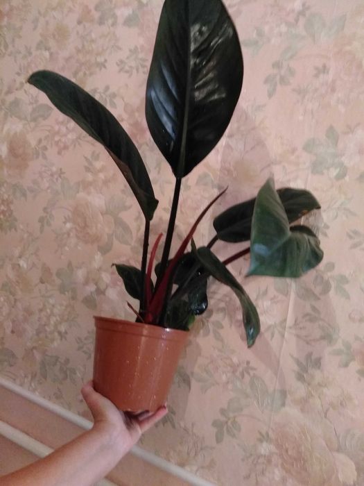 филодендрон 5 сортов