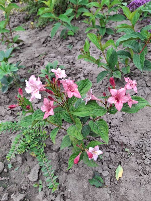 Продам садові декоративні рослини