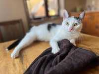 Beza- urocza, biało czarna kotka szuka domu