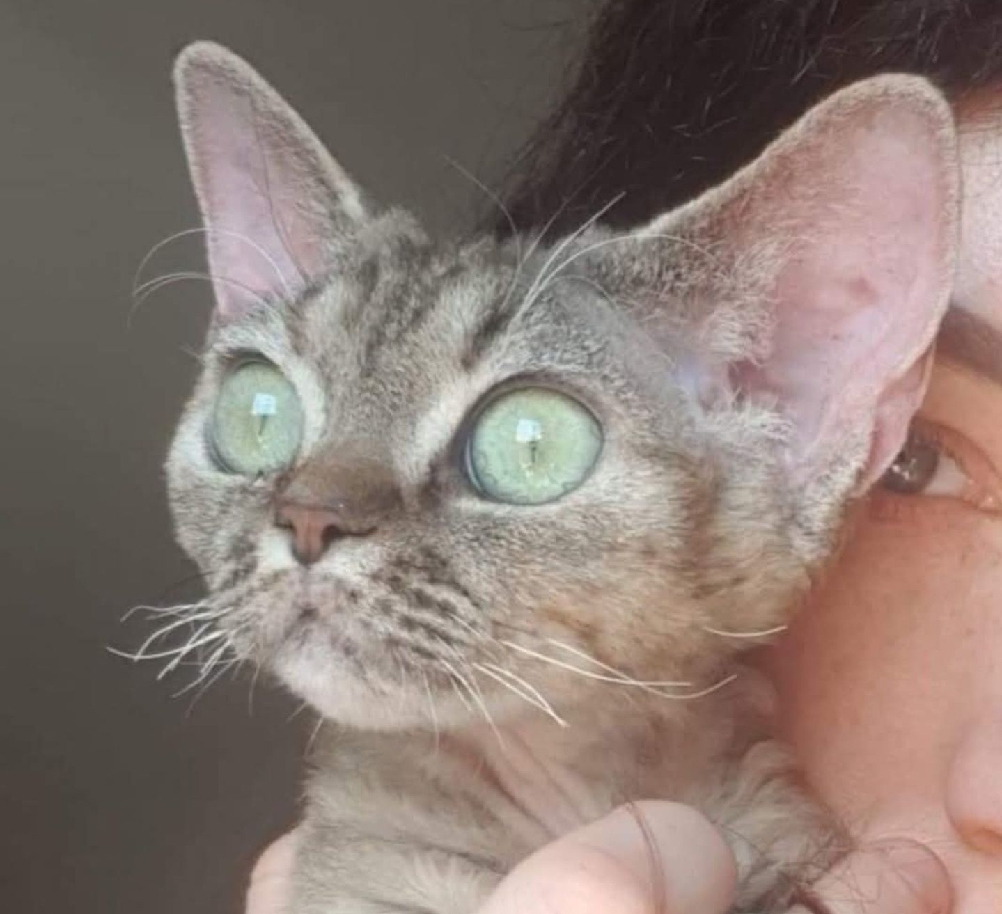 Kotka devon rex dorosla piękna duże oczy