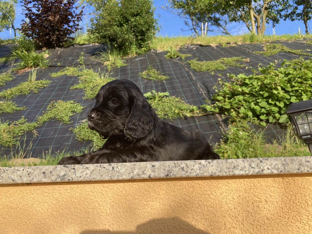 Piesek cocker spaniel angielski czarny gotowy do odbioru