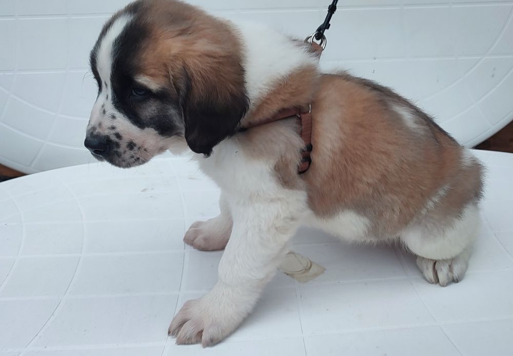 Szczeniaki owczarek środkowoazjatycki