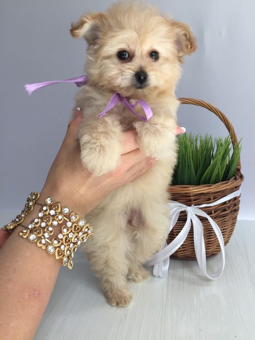 Помапу неймовірні дівчатка