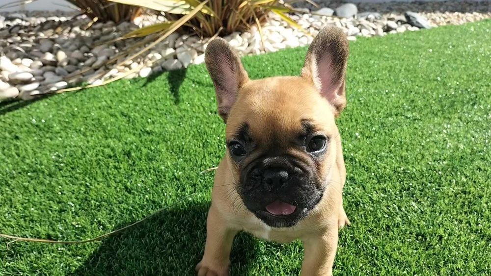 Bulldog Francês Fêmea com LOP e Afixo