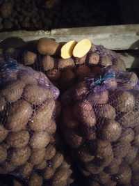 Посадкова картопля (Сорт Біла Роса)