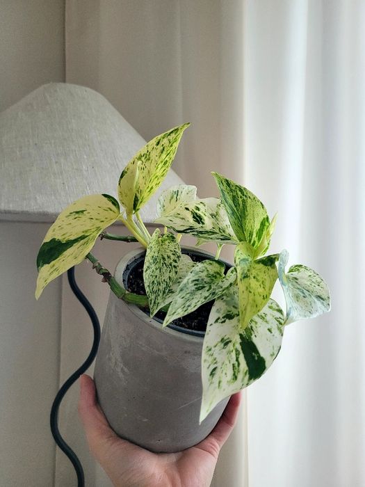 Epipremnum 'Marble Queen'/ 'Snow Queen'