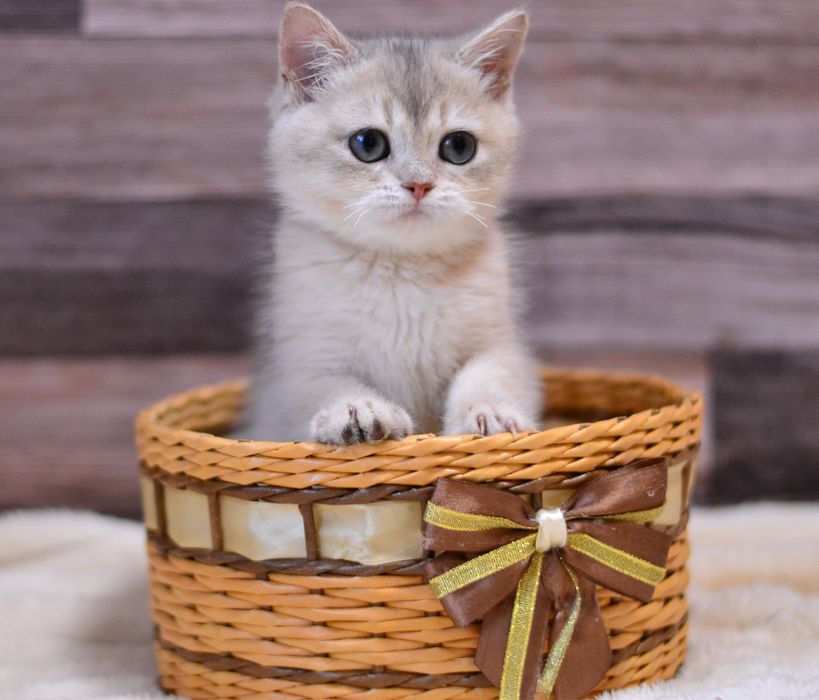 Британська дівчинка в гарні ручки