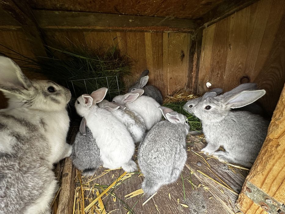 króliki hodowlane