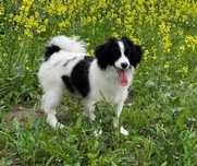 Spaniel kontynentalny, phalene nie papillon, ZKwP, FCI, piesek