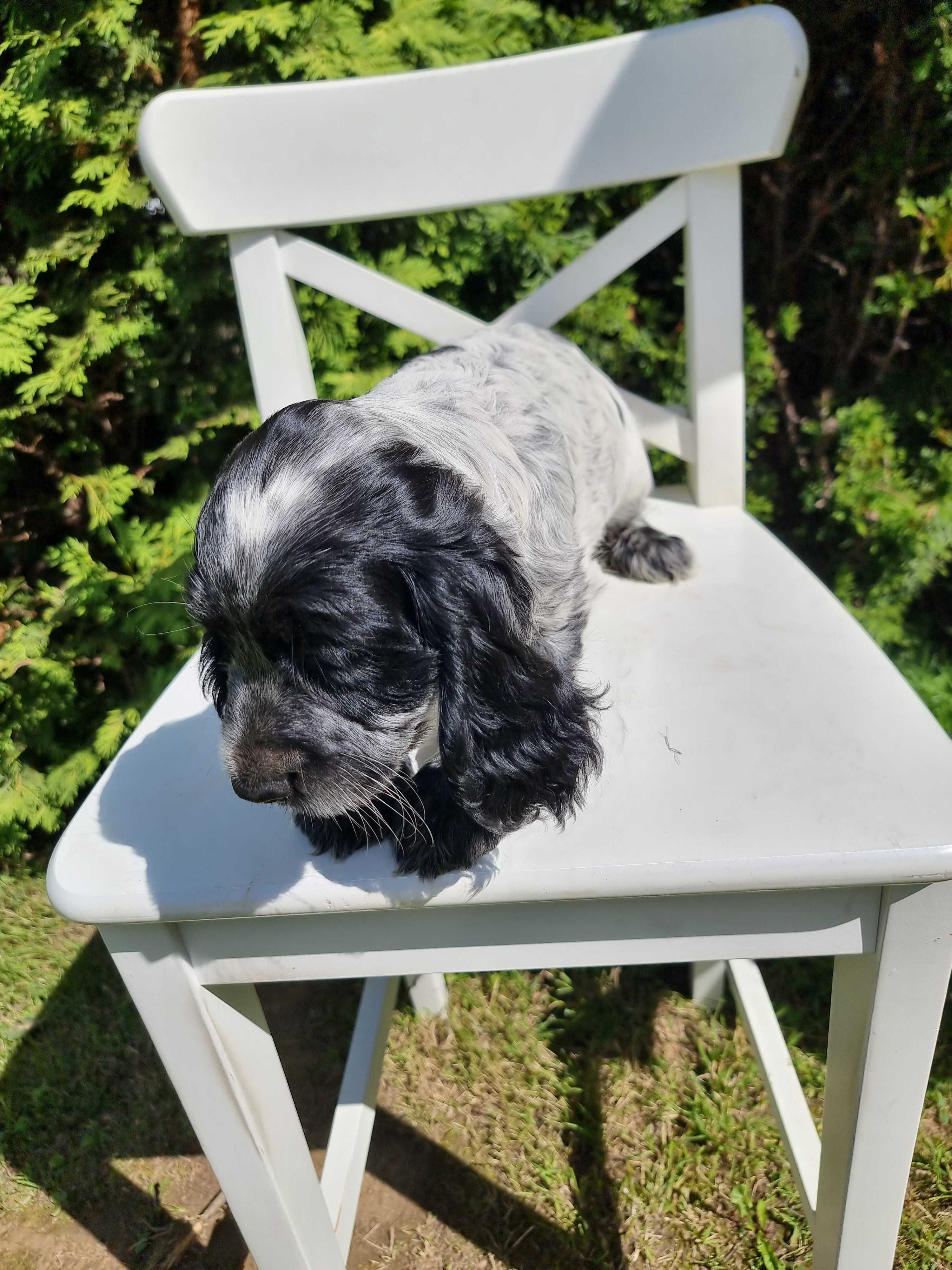 Cocker spaniel angielski śliczny szczeniaczek do odbioru