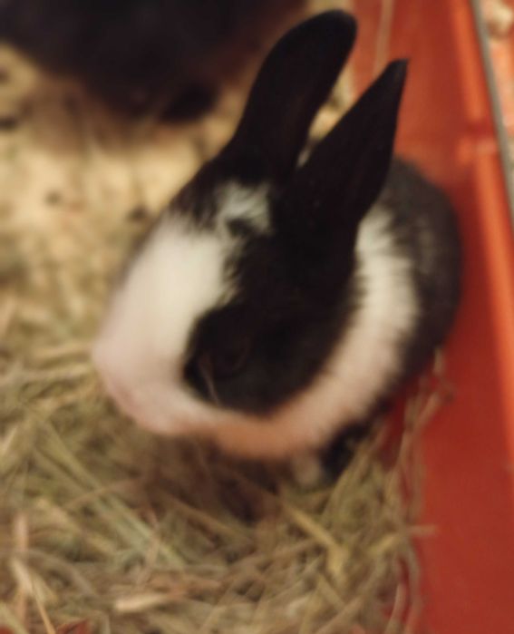 Sprzedam króliczki