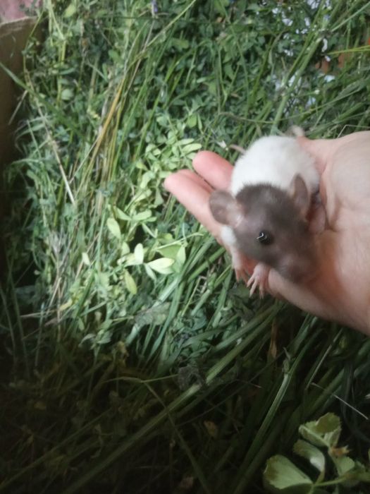 Криски добрі та лагідні білі чорні сфінкс криса доставка щурик клітк