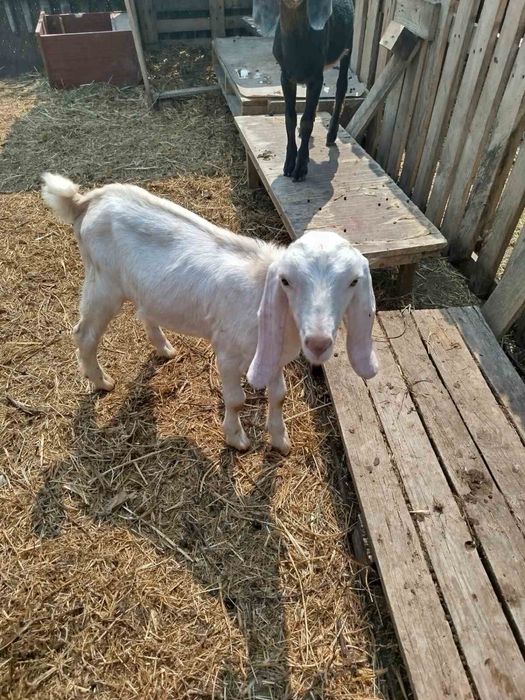 Молоді козлятка.