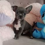 Niebieski chłopczyk chihuahua