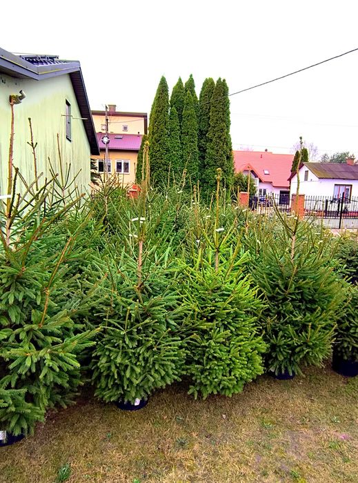 CHOINKI -Jodła, Świerk Srebrny, Pospolity - Doniczka, Cięte -Plantacja