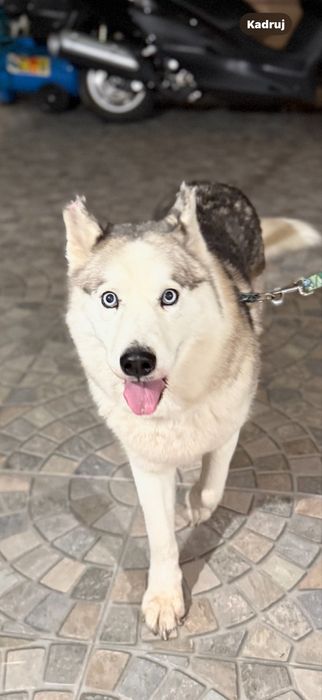 Piekny, majestatyczny, madry i kochany Bohun szuka domku