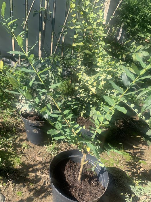 Бересклети.іва хакуро нішікі