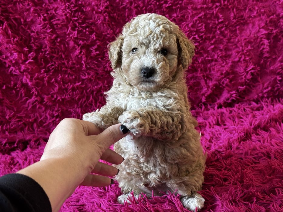 Bichpoo piesek Tofik