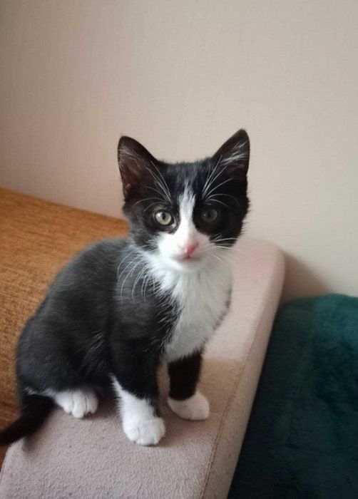 Віддамо кошенят в добрі руки