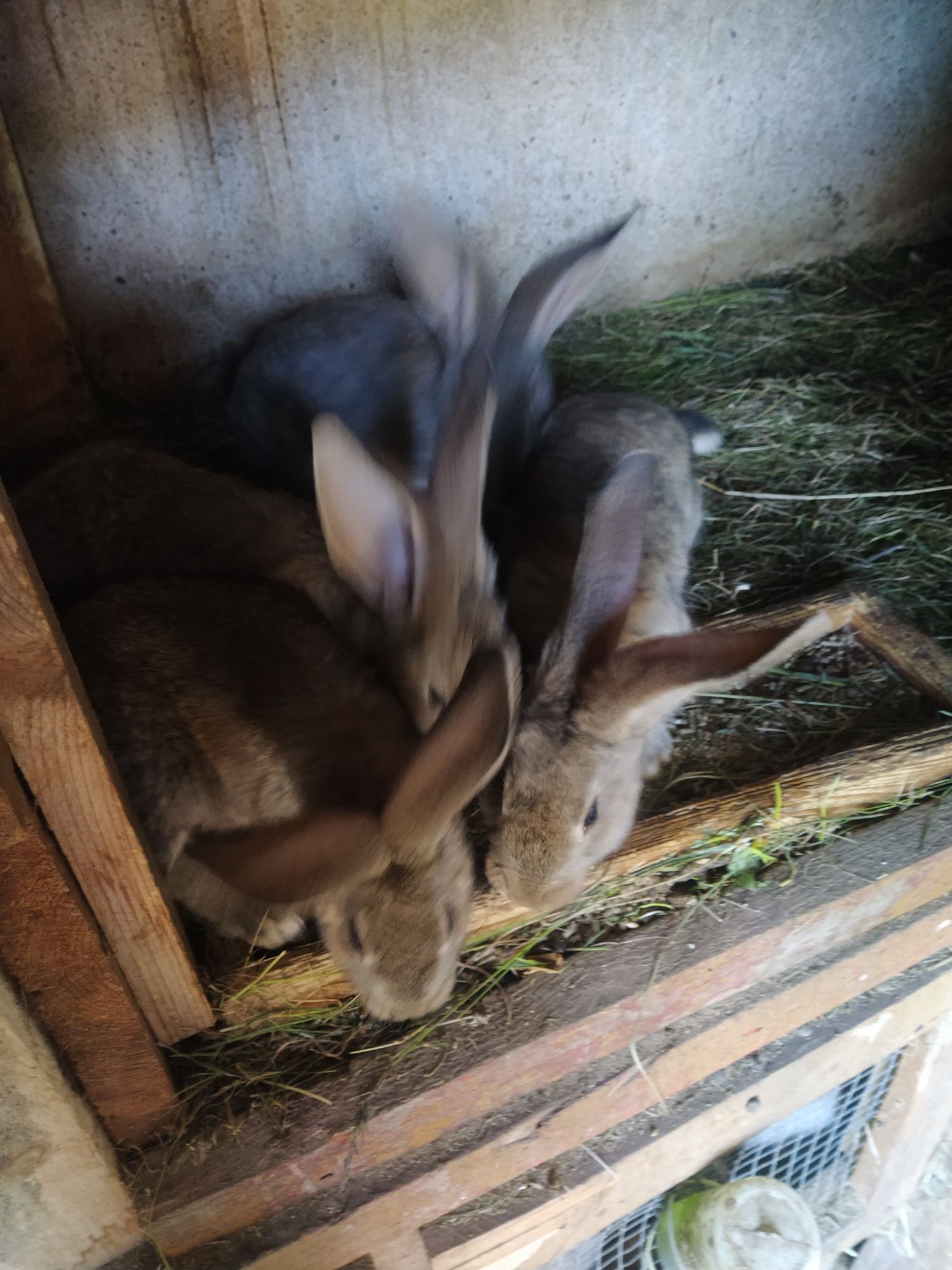 Młode króliki Belgi i mieszańce