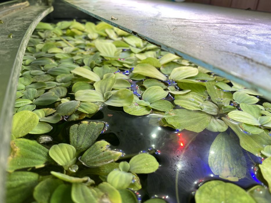 Пістія рослини водорості акваріумістика
