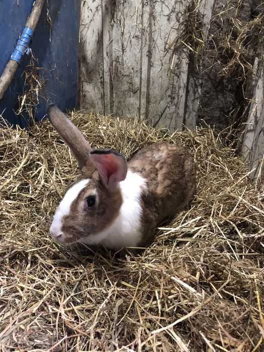 Coelhas prenhas 2ª barriga