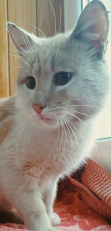 Персиково-белый красивый котик
