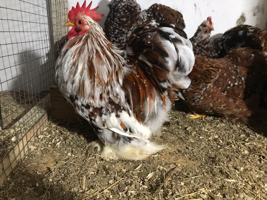 Продам яйце ікубаційне кох міні