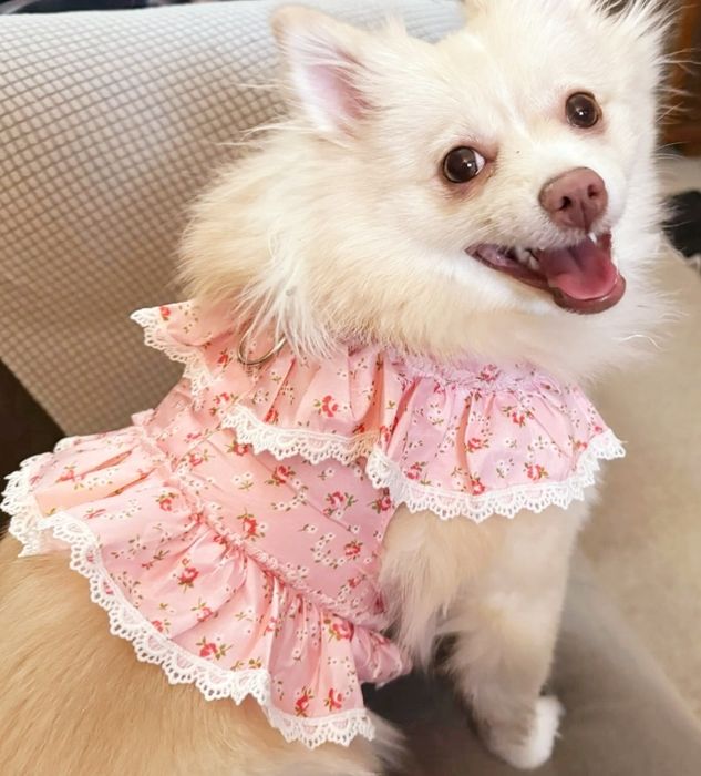 Bezuciskowe Szelki dla małego pieska sukienka ubranko falbanki smy