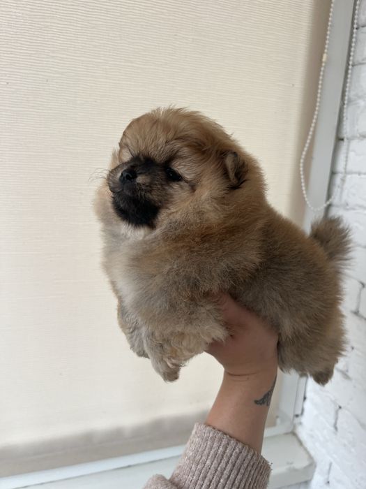 Дівчинка та хлопчик померанського шпіца в пошуках родини