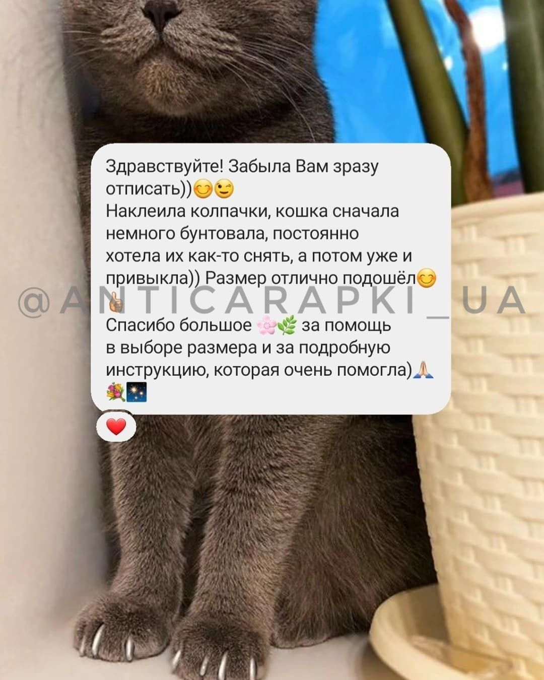 Антицарапки для котят котов кошек. Мягкие колпачки. Накладки на когти